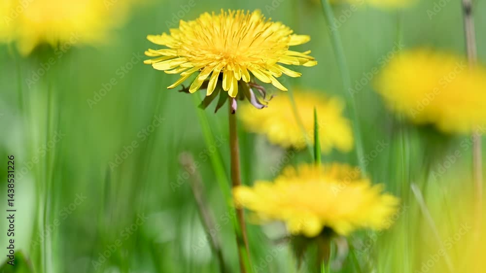 video of dandelions in a meadow video of dandelions in a meadow