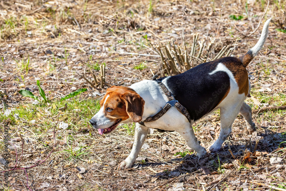 Beagle exploring a sunlit field of greenery during a pleasant afternoon stroll in early spring
