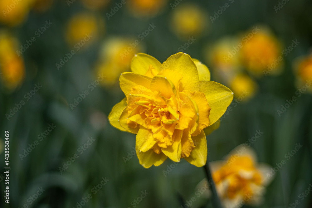 flower flower