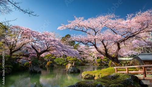 blooming sakura trees in koishikawa korakuen garden okayama japan japanese hanami festival cherry blossoming season in japan beautiful nature spring scene with a branch of blooming sakura