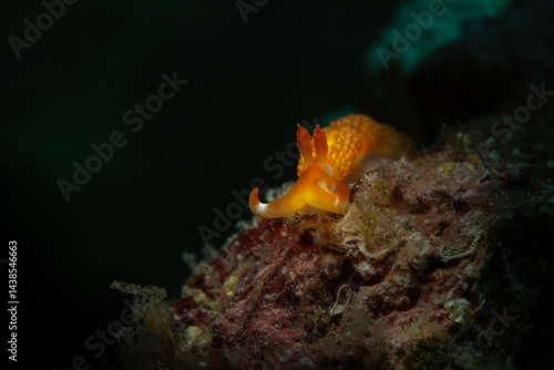 Moridilla brockii is a species of sea slug, an aeolid nudibranch, a marine gastropod mollusc. Underwater macro photography from Anilao, Philippines
