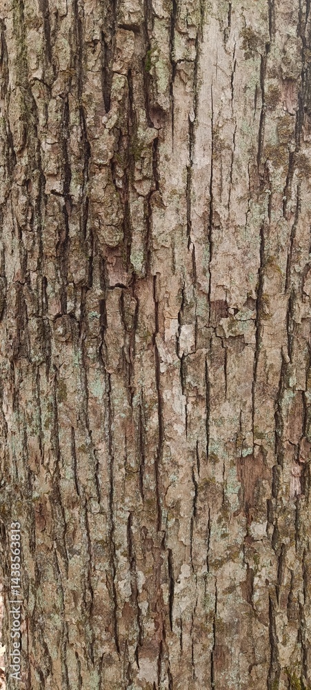 Tree Bark Texture Tree Bark Texture