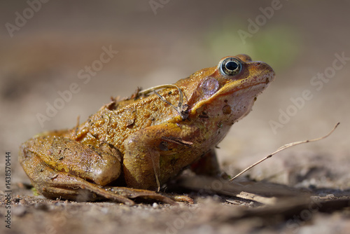 Billede på lærred brown frog from the side, common toad on the forest floor, brown frog with green