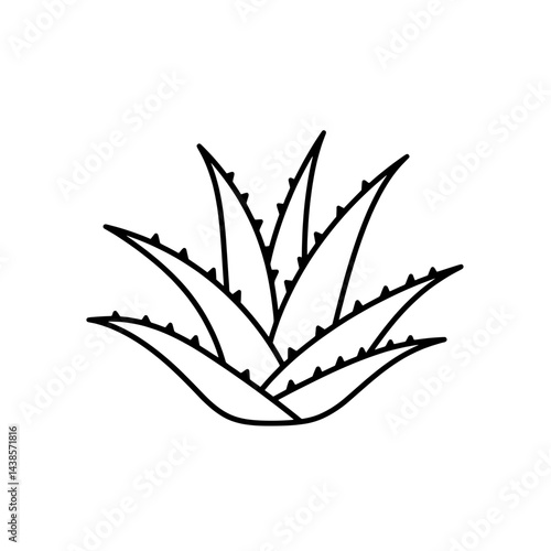 Aloe Vera Botanical Illustration: A clean, linear illustration of an aloe vera plant, its spiky leaves and architectural form, suitable for botanical, design, or health applications.