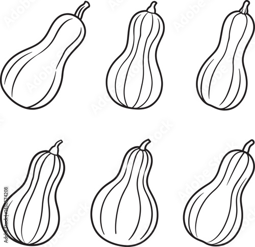 set of butternut squash vegetable line art, black outline, vector and illustration, coloring book page line art drawing