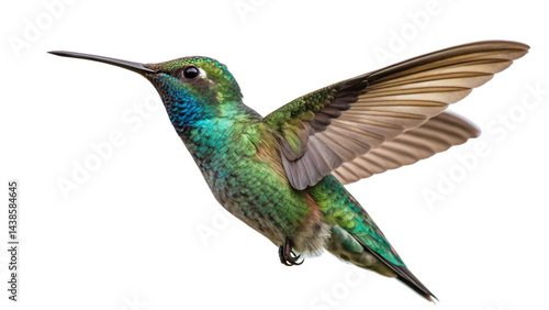 hummingbird on a green background