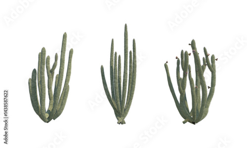 Organ Pipe Cactus set png alpha channel