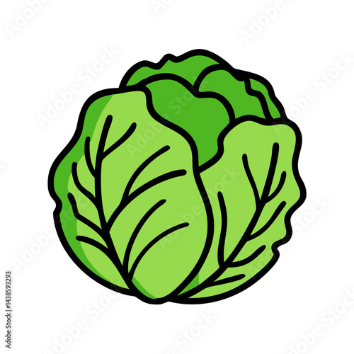 Illustration of fresh green cabbage head vegetable for healthy eating and vegan lifestyle diet