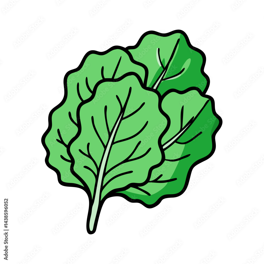 Obraz premium Fresh green lettuce leaves vector illustration for healthy eating and salad ingredient concept design