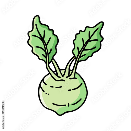 Isolated kohlrabi vegetable drawing vector illustration of fresh organic kohlrabi plant food