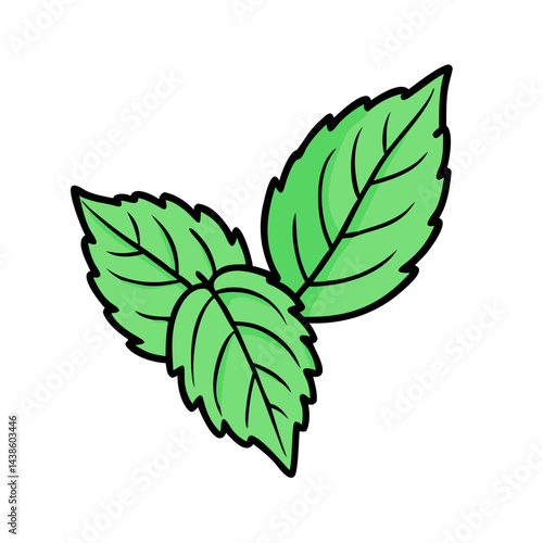 Illustration of fresh green mint leaves for culinary herbs and herbal tea ingredients use cases