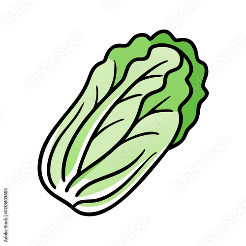 Fresh napa cabbage cartoon illustration for healthy eating and cooking recipe ideas and inspiration