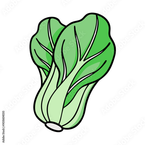 Illustration of fresh bok choy chinese cabbage healthy eating vegetable nutrition diet food source asian greens