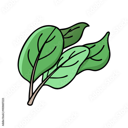 Fresh green spinach leaves illustration for healthy food recipes and nutrition guide design asset