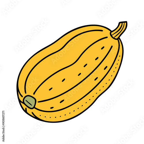 Isolated yellow spaghetti squash vegetable illustration vector drawing graphic design element food ingredient healthy eating