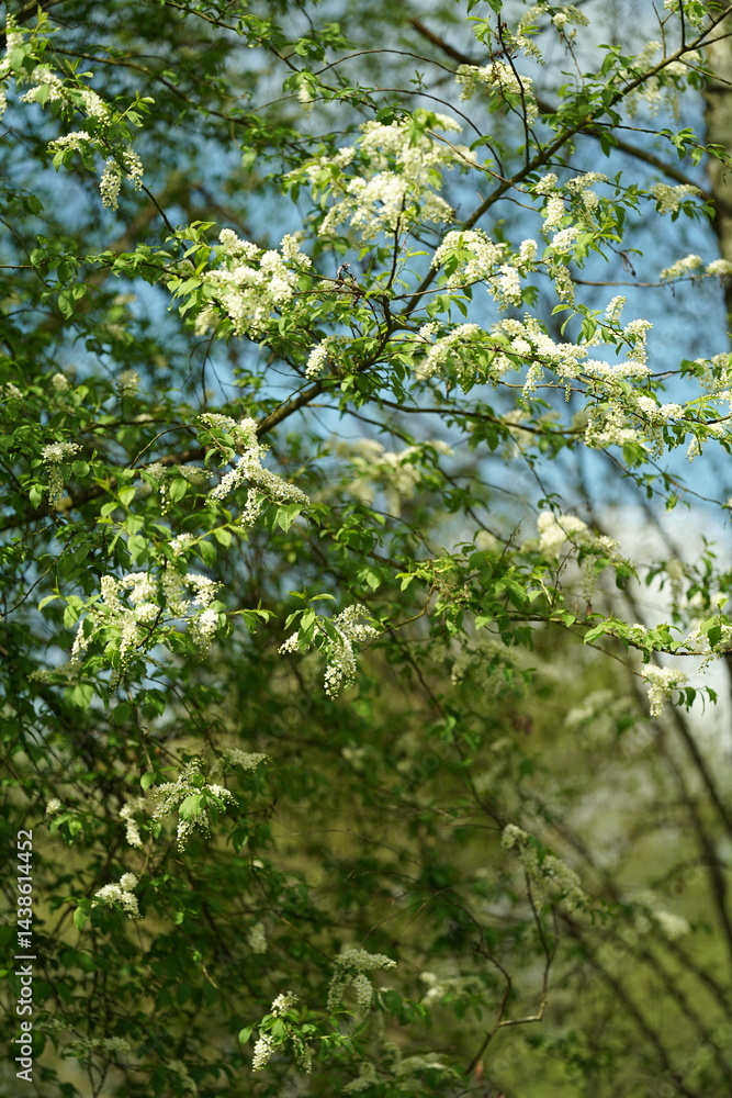 green leaves in the forest green leaves in the forest