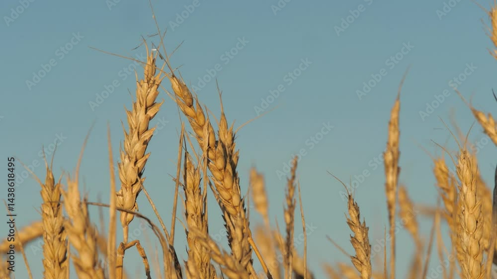 Golden wheat swaying gently breeze, vast field ripe wheat under clear blue sky, Close-up wheat grains ready harvest, field blue sky background. wheat tall dry, hope hard work, Endless horizons Golden wheat swaying gently breeze, vast field ripe wheat under clear blue sky, Close-up wheat grains ready harvest, field blue sky background. wheat tall dry, hope hard work, Endless horizons