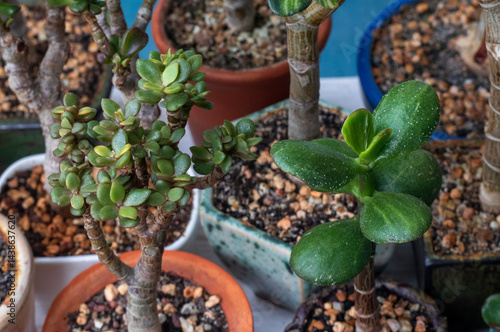 Lots of money trees - crassulas stand on a shelf. Interior with house plants