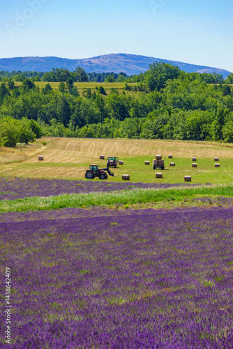 Agricultural view with lavender field and tractor working on field, France
