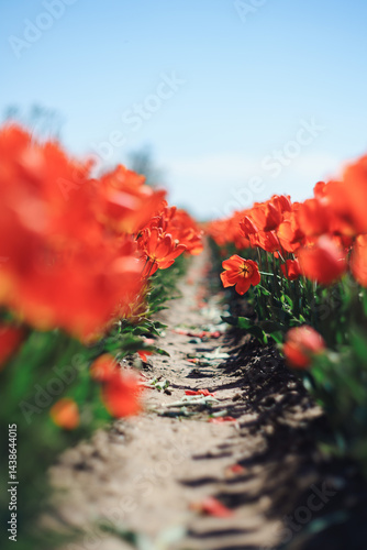 Stunning red tulip field under bright sun. A beautiful, vibrant spring landscape with a clear path