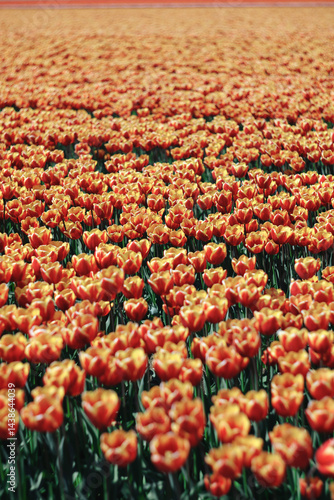 Vibrant field of red and yellow tulips in full bloom under the warm sun, creating a beautiful spring landscape