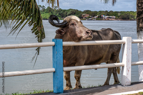 Obraz na płótnie The famous Water Buffalo called the german buffalo at Soure on Marajo Island in Brazil w salonie