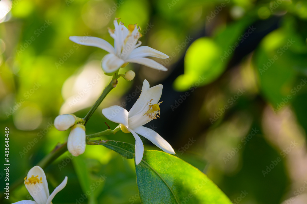 Macro shot of a blooming orange flower, showcasing its soft white petals and yellow stamens. Captured in natural light to highlight its beauty.