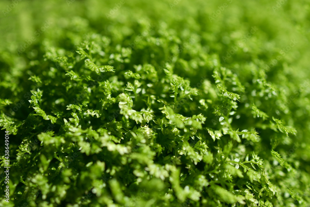 feuillage vert feuillage vert