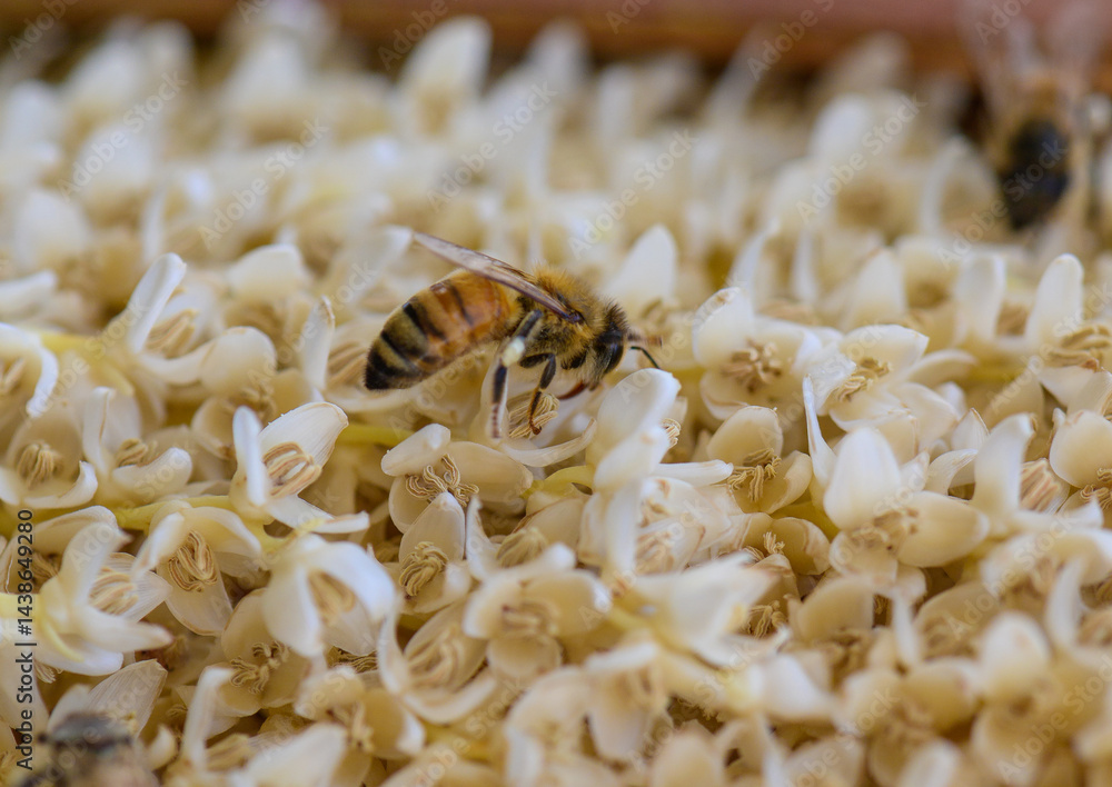 Symbiosis: bee on date palm flower, macro close-up