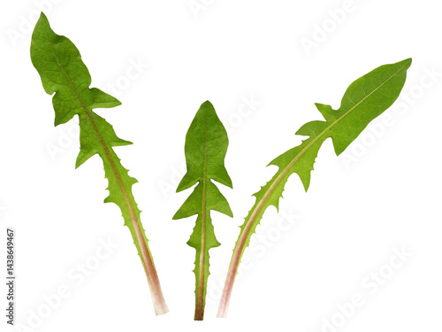 Set of green leaves of dandelion flowers s isolated on white or transparent background
