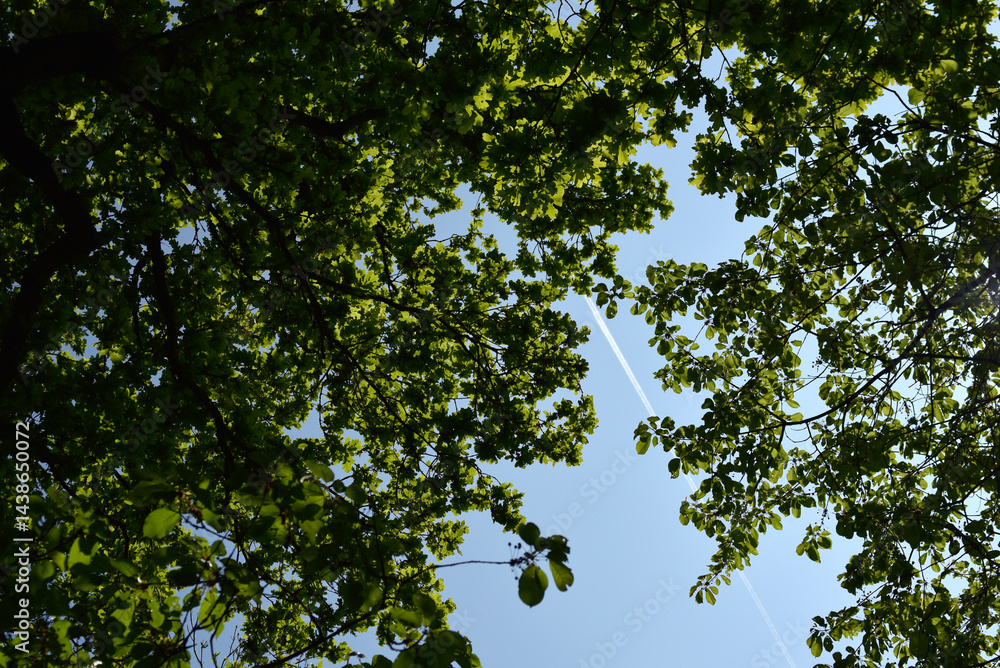 Fototapeta premium feuillage, arbre et forêt, trace avion dans le ciel
