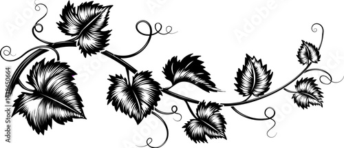 Grapes leaves branch engraving