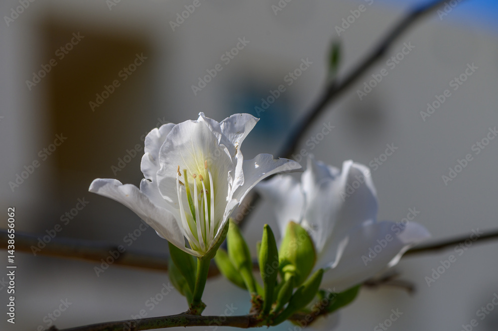 Close-up of white Bougainvillea alba blossoms bathed in warm sunlight, highlighting the papery texture of bracts against glossy green leaves.