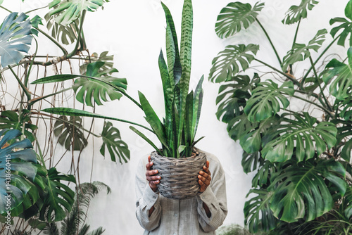 Obraz na płótnie A person who is holding a Sansevieria plant surrounded by beautiful tropical foliage w salonie