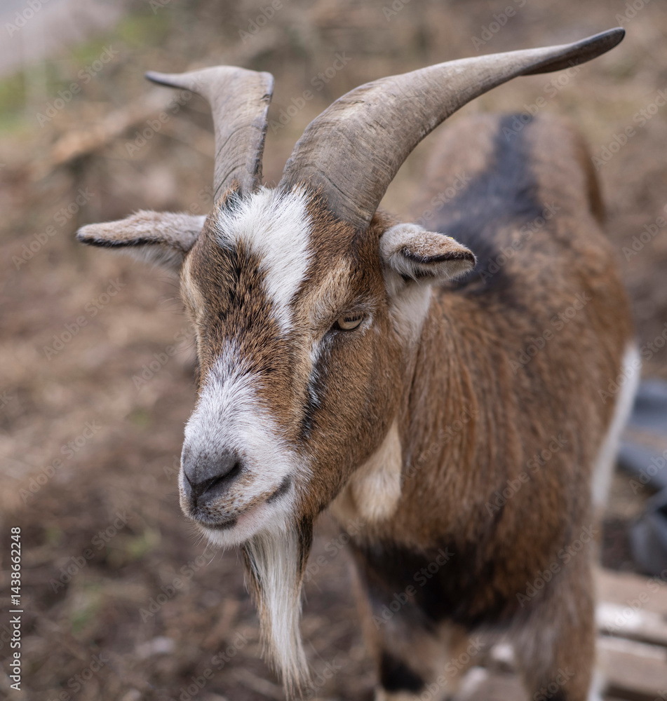 portrait of a goat with big horns close up portrait of a goat with big horns close up