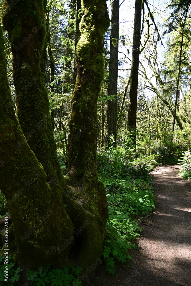 Obraz premium path in the forest