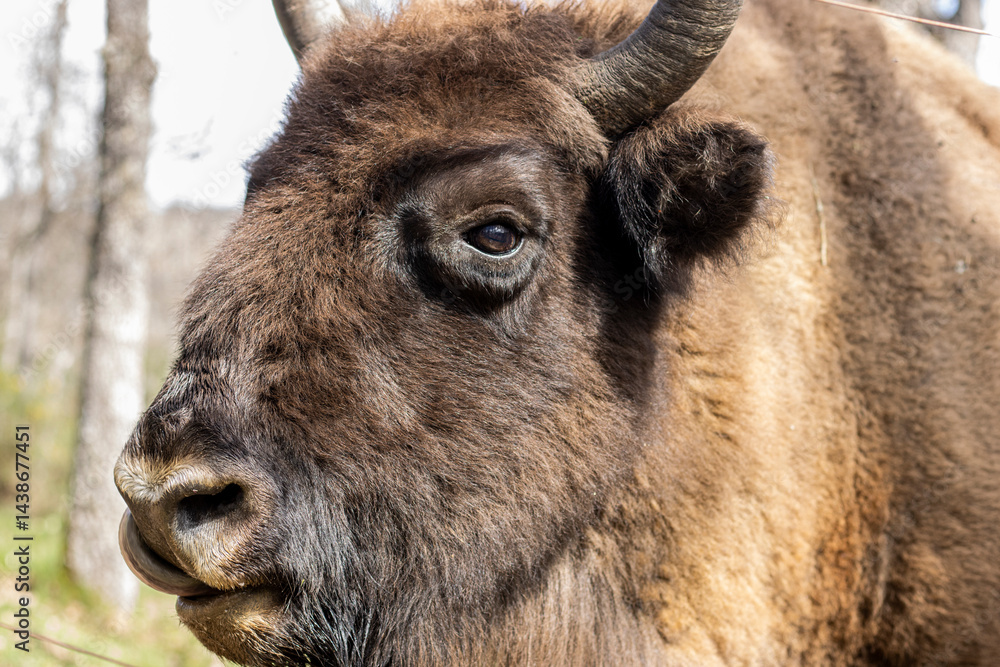 Fototapeta premium european bison in spain