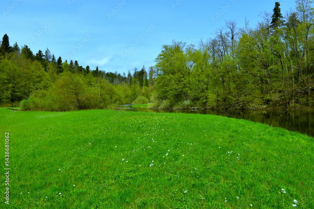 Meadow with white flowers and Rak river at Rakov Škocjan in Notranjska, Slovenia