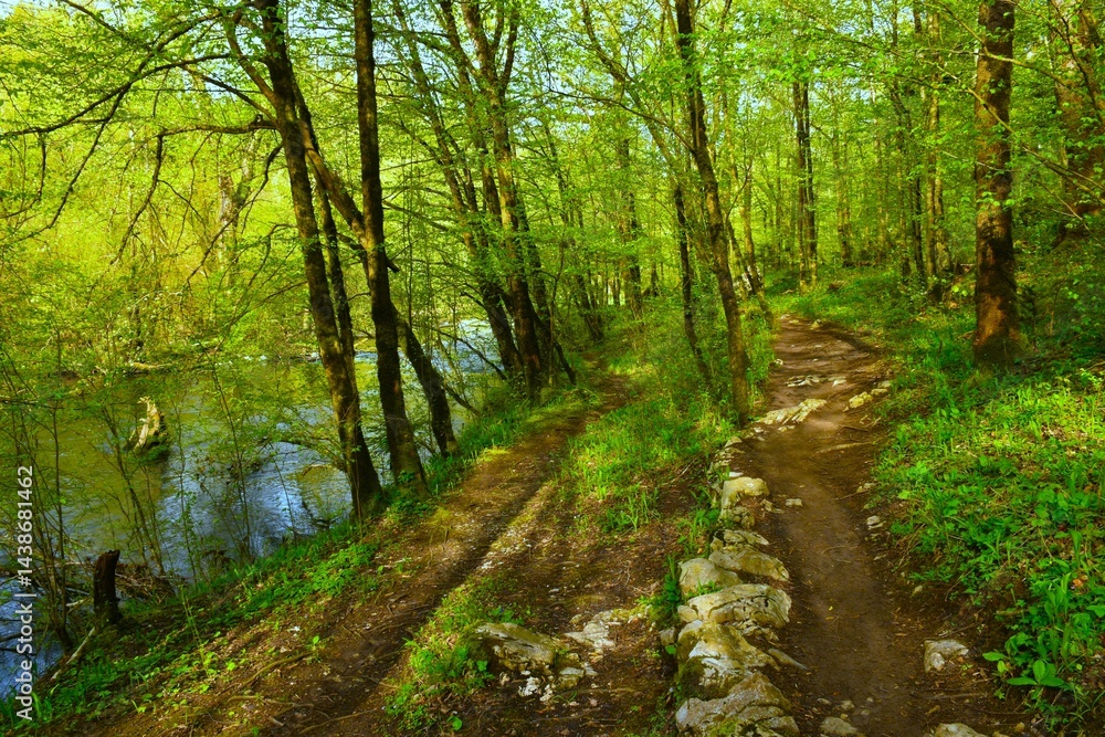 Forest trail in Rakov škocjan in Notranjska, Slovenia next to Rak river in spring