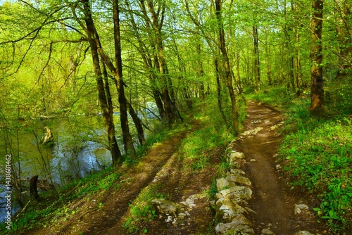 Obraz na płótnie Forest trail in Rakov škocjan in Notranjska, Slovenia next to Rak river in spring w salonie