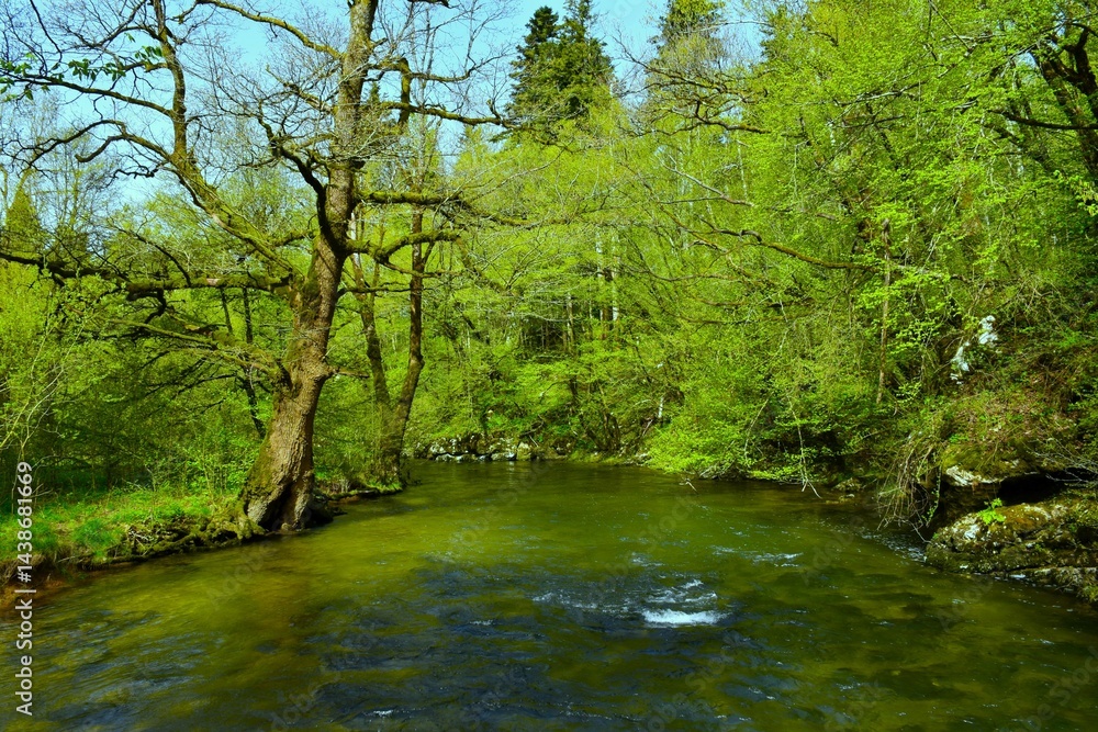Beautiful Rak river flowing through a deciduous, broadleaf, temperate forest in Notranjska, Slovenia in springtime