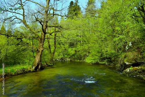 Obraz na płótnie Beautiful Rak river flowing through a deciduous, broadleaf, temperate forest in Notranjska, Slovenia in springtime w salonie