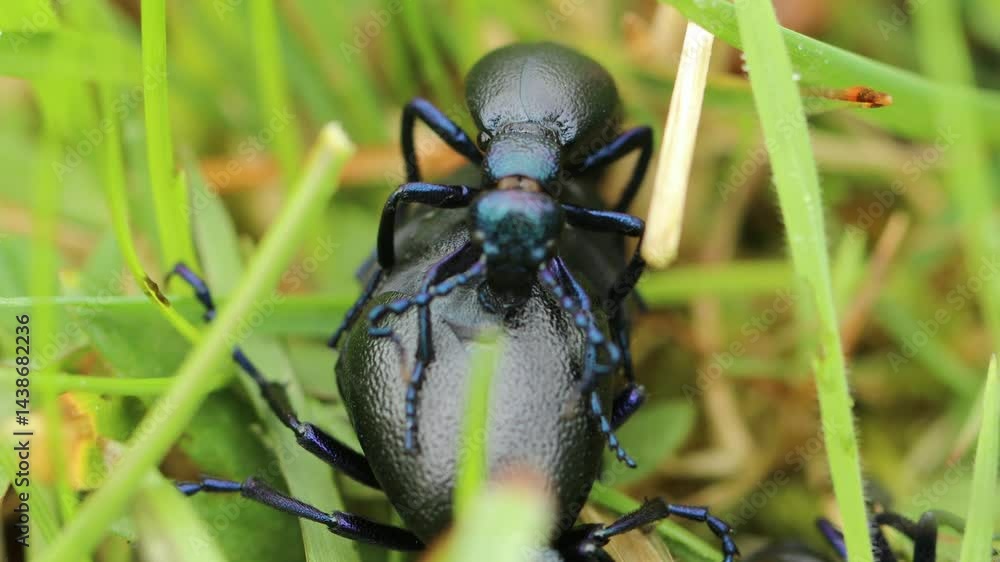 Paarung des Schwarzblauen Ölkäfers (Meloe proscarabaeus) im Gras