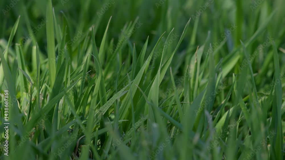 A CloseUp View of Lush Green Grass An Exquisite and Beautiful Display of Natures Wonders A CloseUp View of Lush Green Grass An Exquisite and Beautiful Display of Natures Wonders