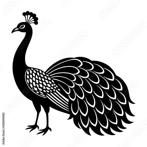 black and white peacock