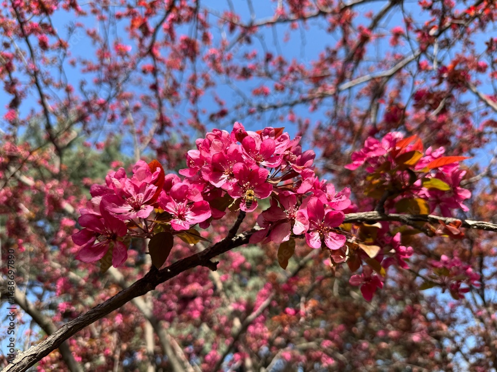 Pink flowers bloom on the branches of the Malus spectabilis tree. Close-up. Crabapple known by the common names Asiatic apple, Chinese crab, HaiTang and Chinese flowering apple.
Pink flowers bloom on the branches of the Malus spectabilis tree. Close-up. Crabapple known by the common names Asiatic apple, Chinese crab, HaiTang and Chinese flowering apple.