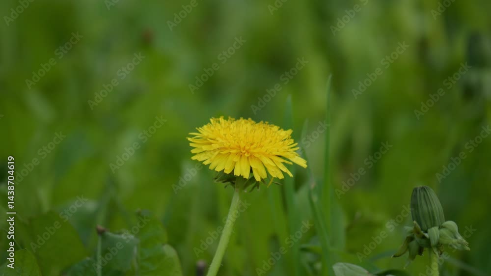 Beautiful and Vibrant Dandelion Flower Blossoming in a Lush Green Field Environment Beautiful and Vibrant Dandelion Flower Blossoming in a Lush Green Field Environment