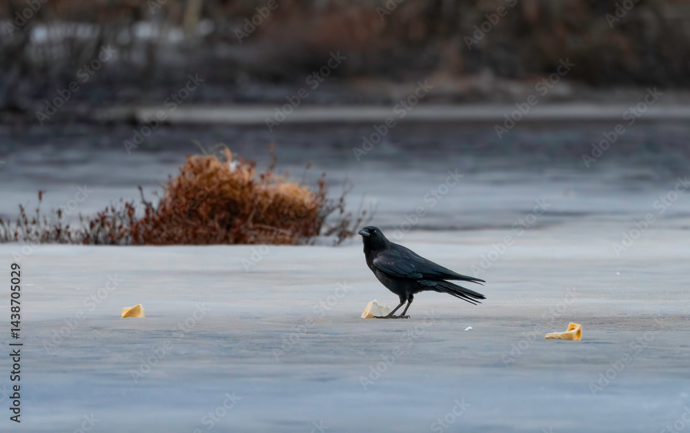 Obraz premium Raven checking out something on the Ice 