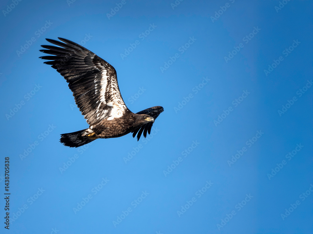 Fototapeta premium Juvenile Bald Eagle in Flight 