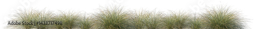 Set of Deschampsia cespitosa (commonly known as tufted hairgrass or tussock grass) isolated frontal png on a transparent background perfectly cutout